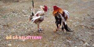 Đá Gà 92lottery