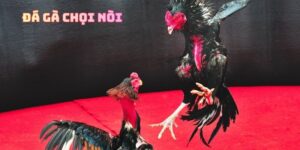Đá Gà Chọi Nòi