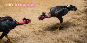 đá gà cựa tròn